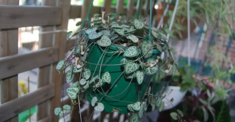 how to save overwatered string of hearts