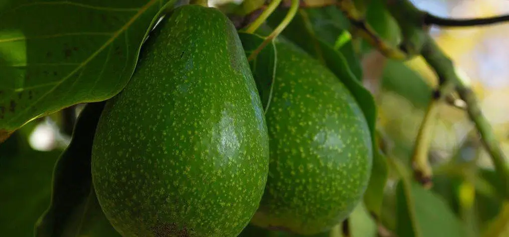 How Long Does It Take For An Avocado Tree To Bear Fruit