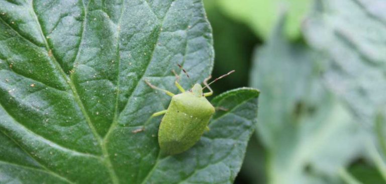 green bugs in garden