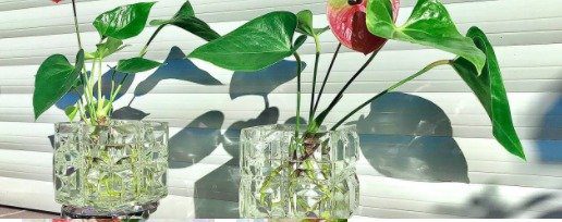 Can Anthurium Grow In Water