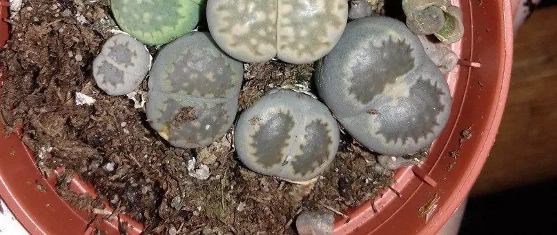 Overwatered Lithops