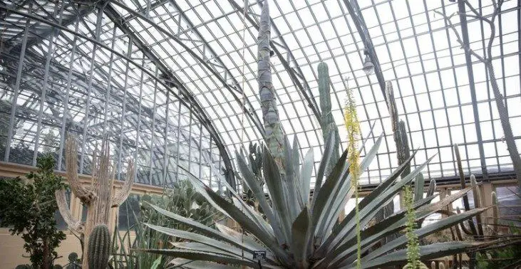 what to do with agave stalks