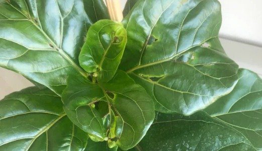 holes in fiddle leaf