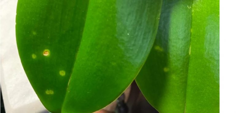 holes in orchid leaves