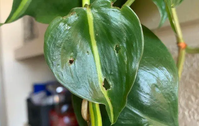 holes in philodendron leaves