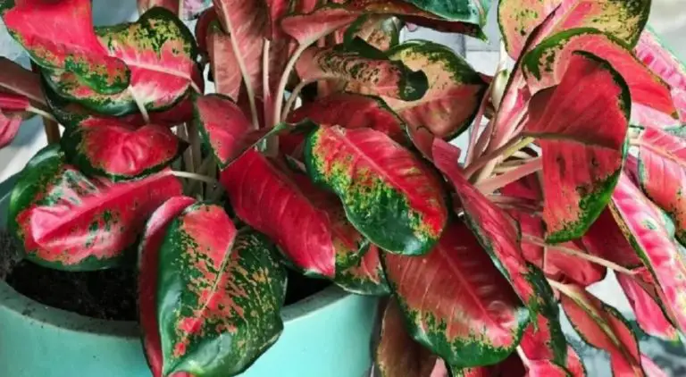 red and green houseplants