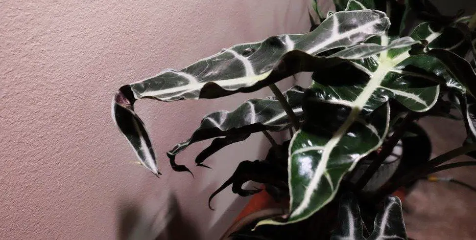 alocasia leaves curling