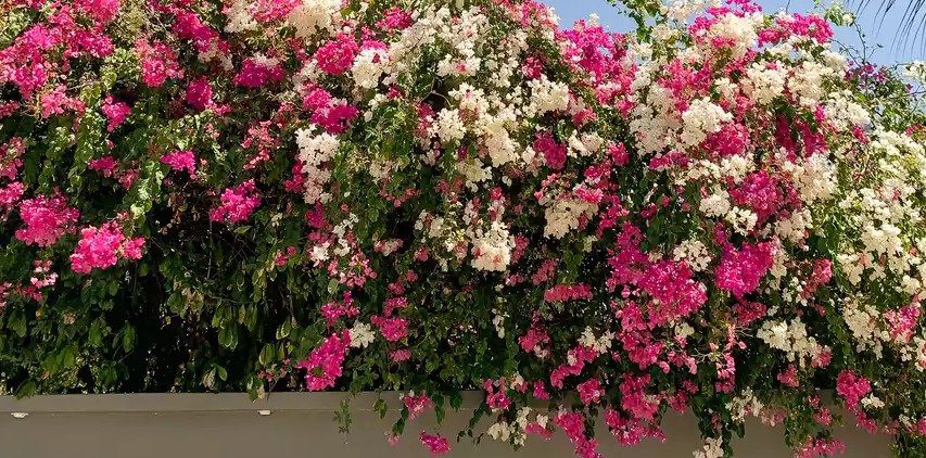 Why Is My Bougainvillea Wilting?
