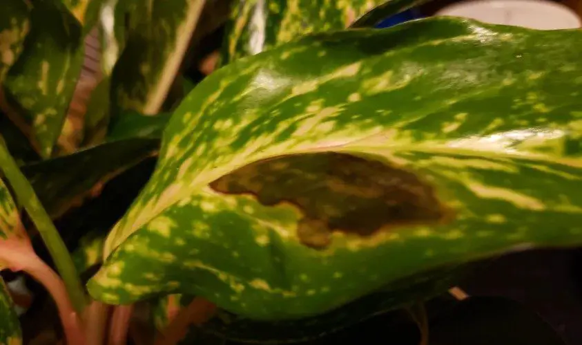 brown aglaonema leaves