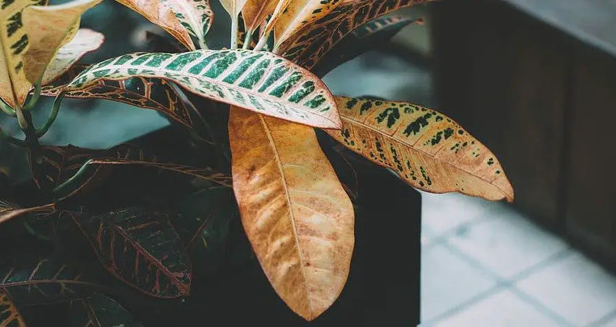 brown croton leaves