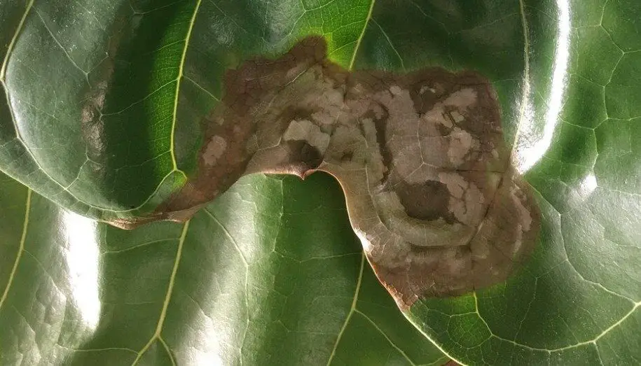 brown fiddle leaf fig