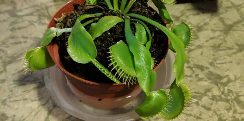 drooping venus fly trap