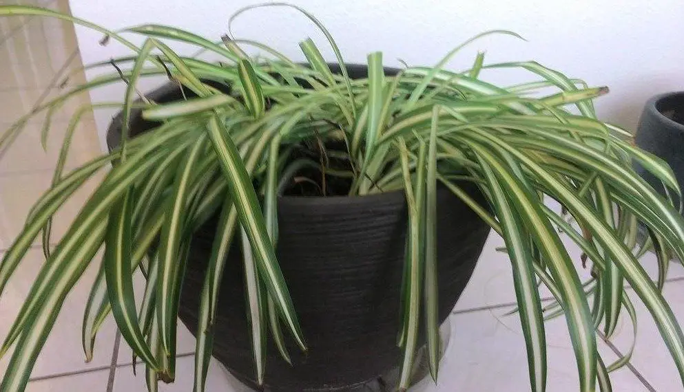droopy spider plant