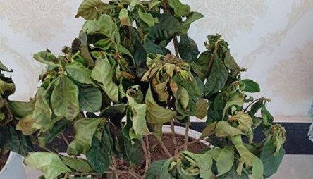 gardenia leaves drying out