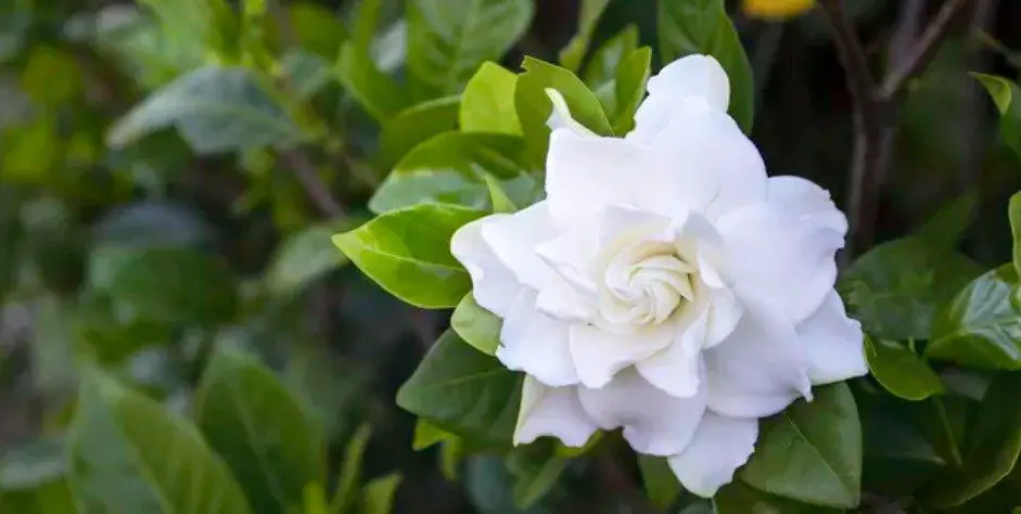 gardenia turning white