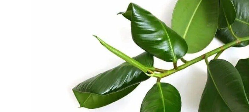 overwatered rubber plant