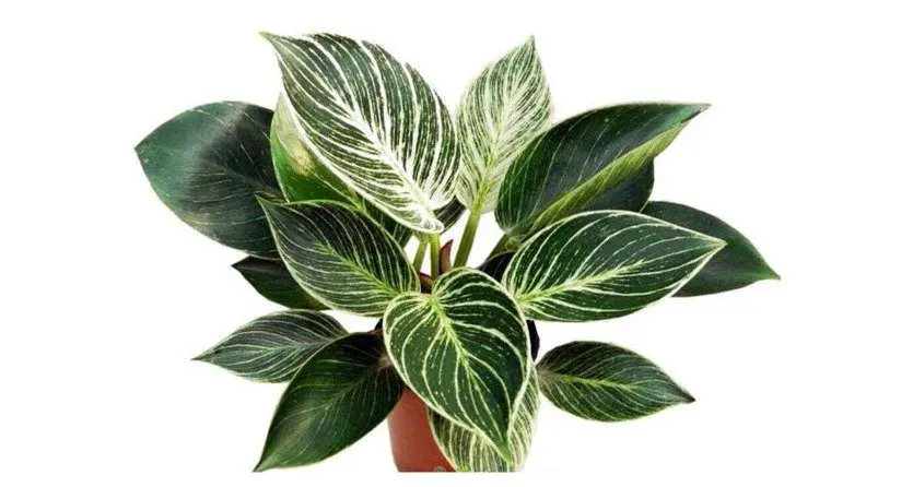 philodendron winter
