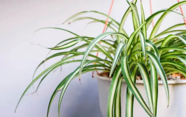 plants that look like spider plant