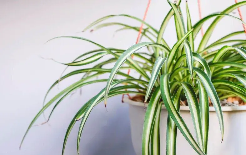 plants that look like spider plant