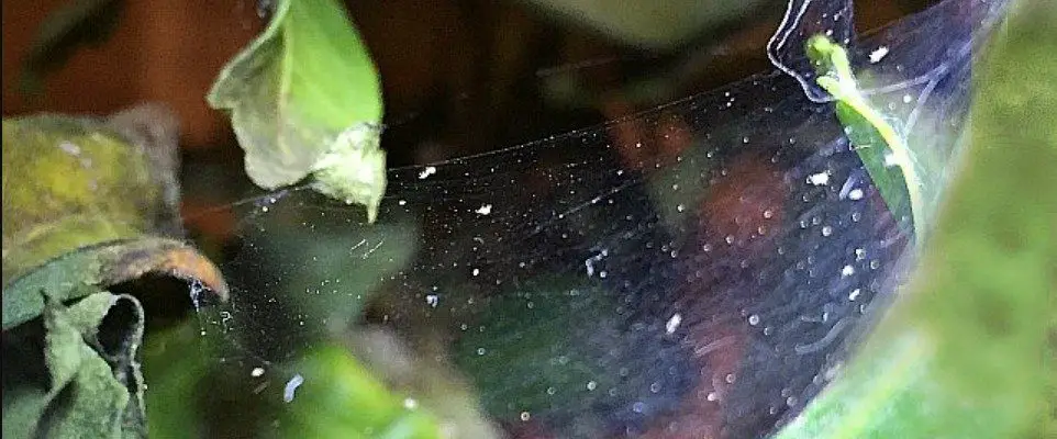 spider mites on monstera