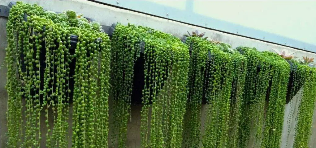 overwatered string of pearls