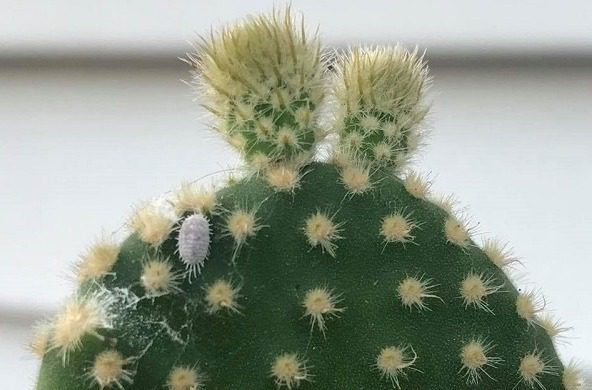 cactus with mealybugs