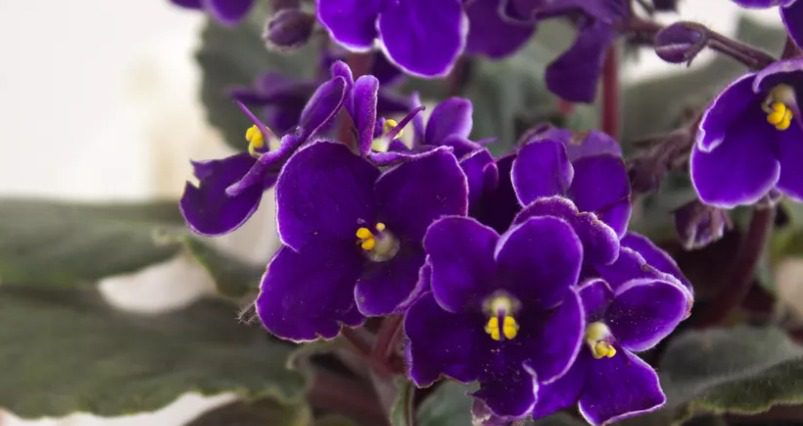 holes in african violet