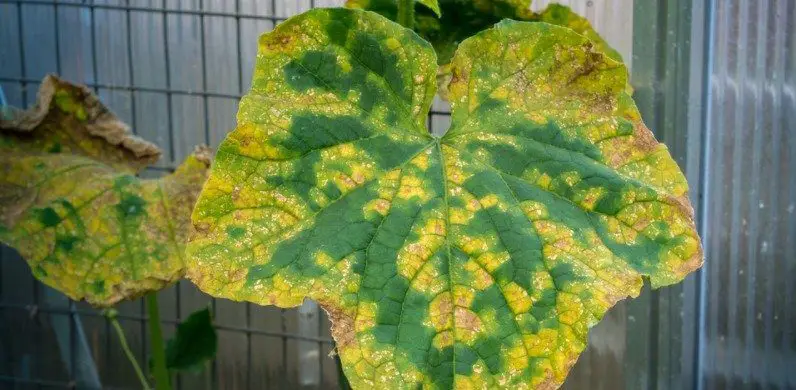 yellow cucumber leaves