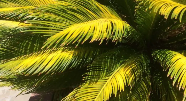 yellow sago palm