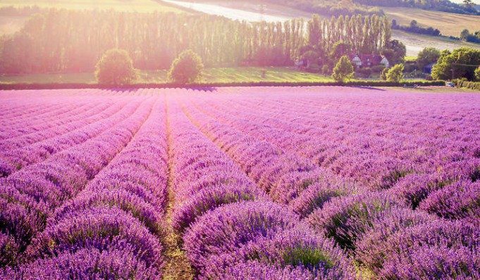 lavender field