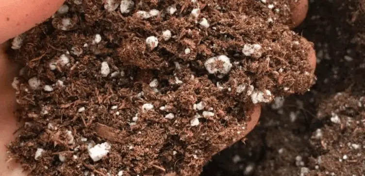 white balls in soil