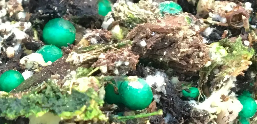 green balls in soil