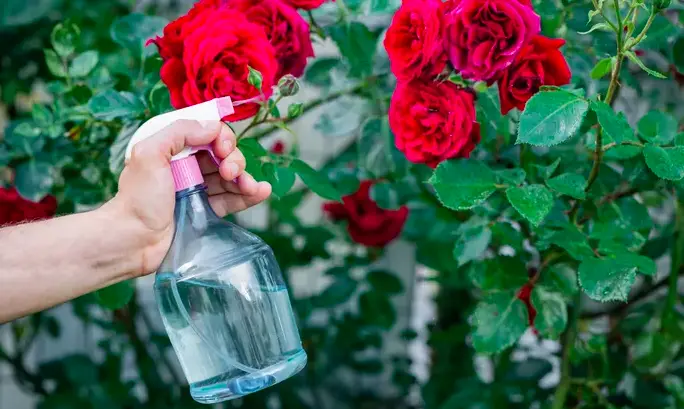 How long can roses last without water