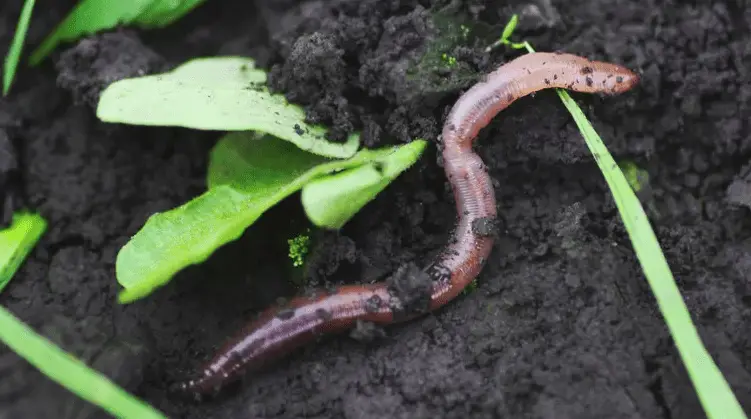 earthworms in potted plants