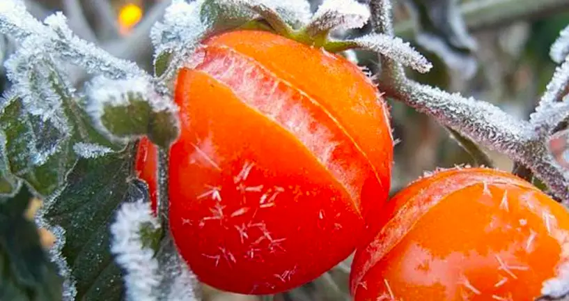 tomato plants frost