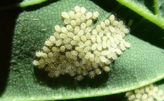 yellow aphids