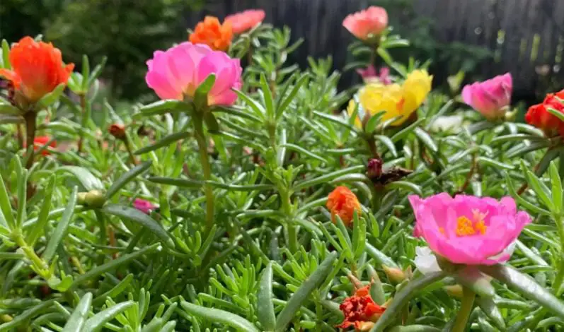 Portulaca Winter Care