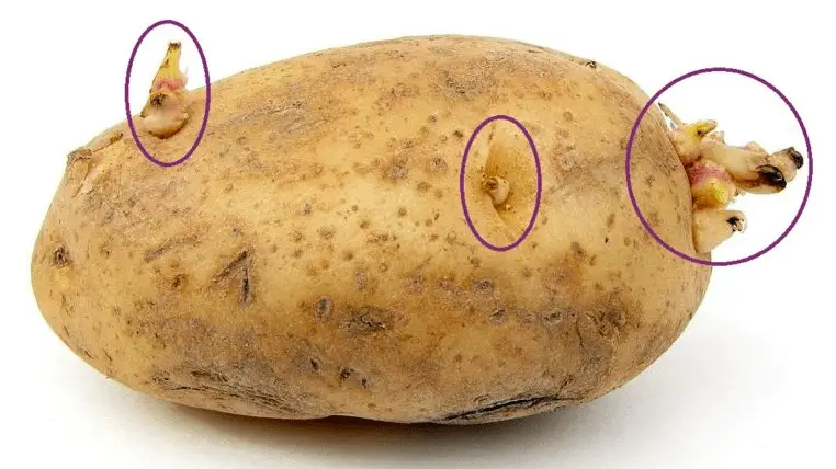potato eyes