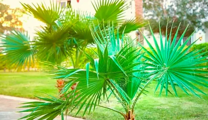 is palm tree grass