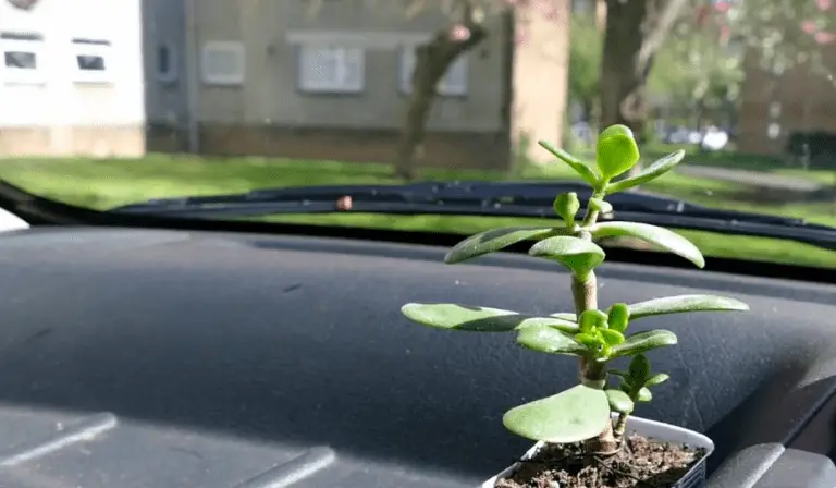 plants in hot car