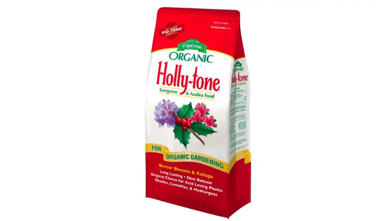 rose holly-tone