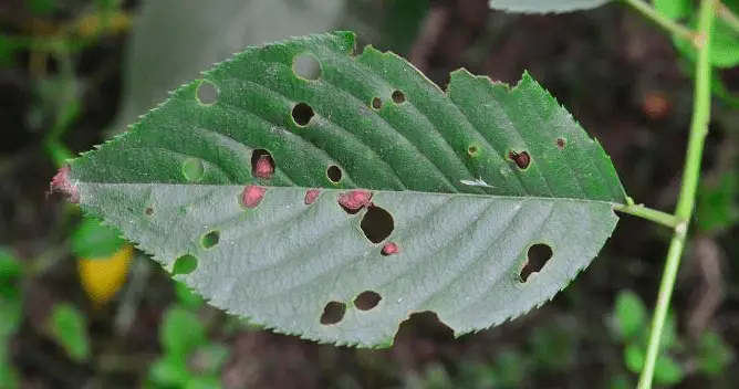 holes in cherry tree leaves