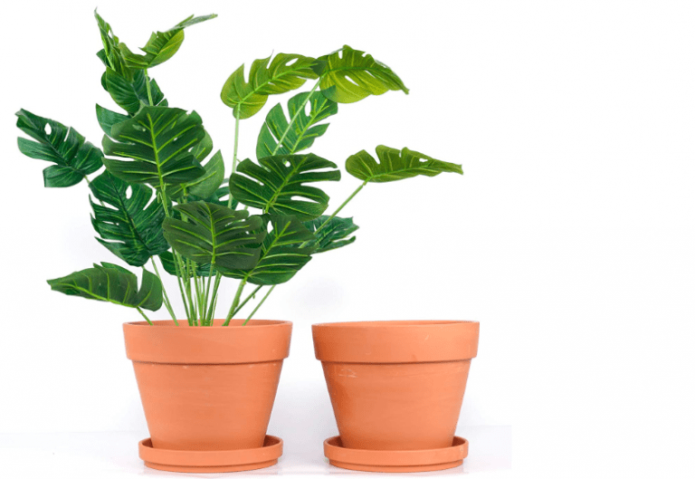 Are Terracotta Pots Good for Monstera?