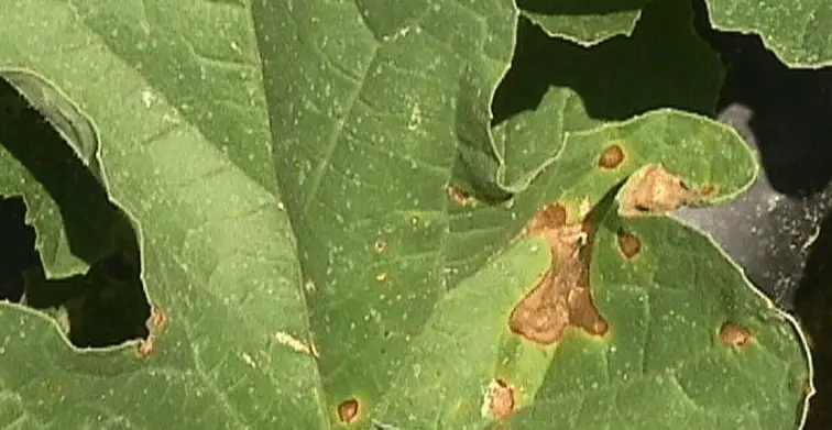 Cantaloupe Leaves Turning Brown