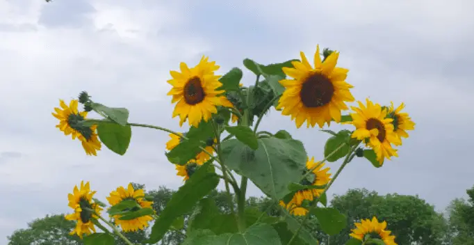 Sunflower Growing Multiple Heads