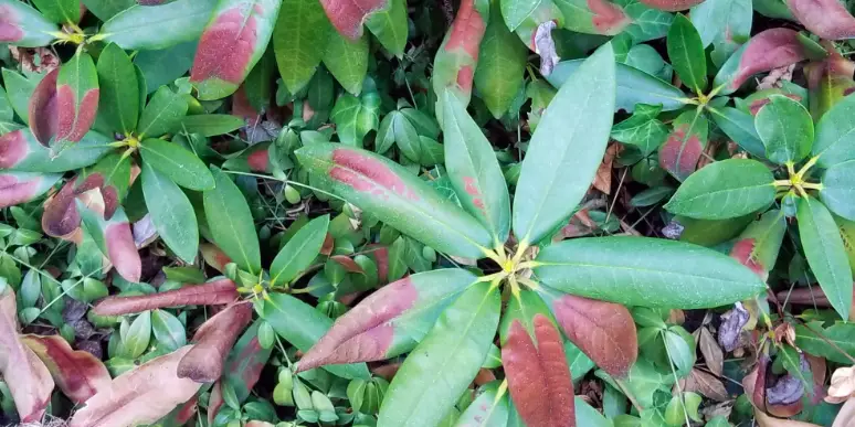 Rhododendron Leaves Turning Brown