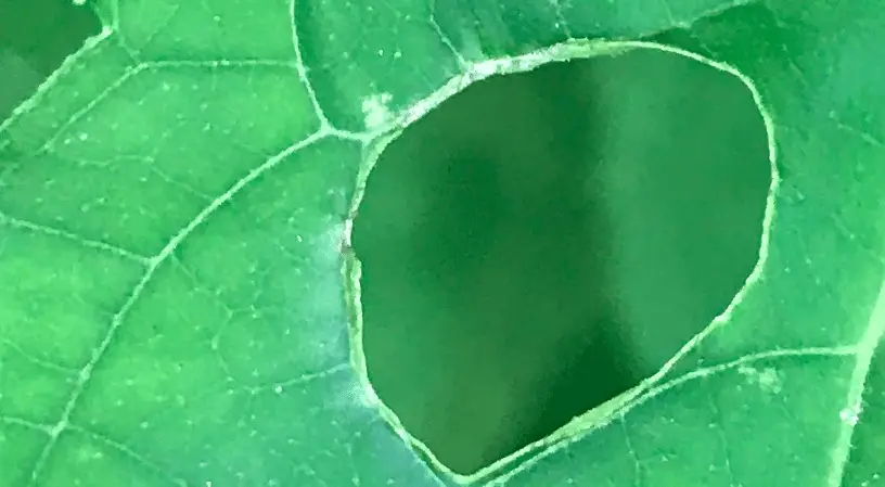 sunflower leaf holes