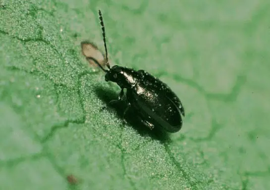 flea beetle on tomatillo