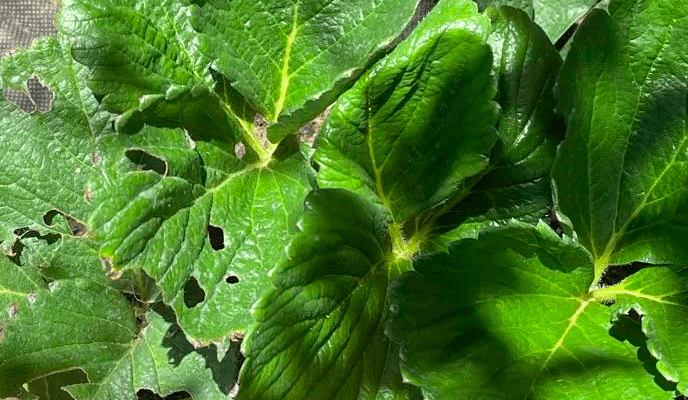 strawberry leaf holes