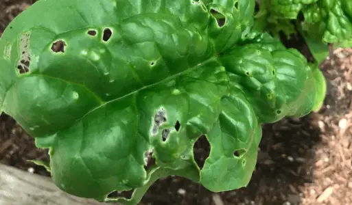 pests destroying spinach leaves